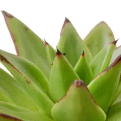 Lipstick Echeveria Succ — additional view