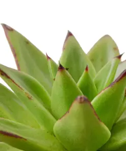 Lipstick Echeveria Succ — additional view