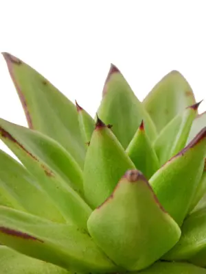 Lipstick Echeveria Succ — additional view