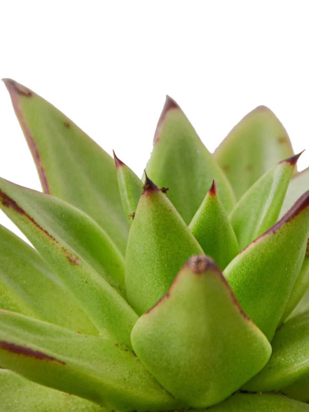 Lipstick Echeveria Succ — additional view