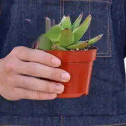 Lipstick Echeveria Succ — additional view