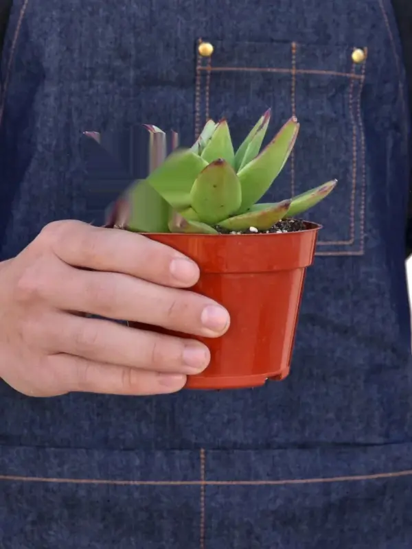 Lipstick Echeveria Succ — additional view