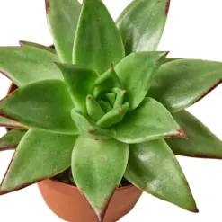 Lipstick Echeveria Succ — additional view