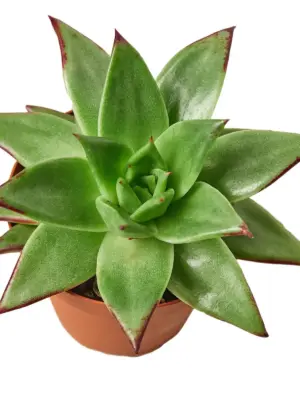 Lipstick Echeveria Succ — additional view