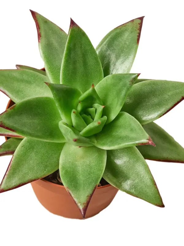 Lipstick Echeveria Succ — additional view