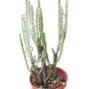 Succulent Euphorbia Aeruginosa houseplant