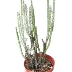 Succulent Euphorbia Aeruginosa houseplant