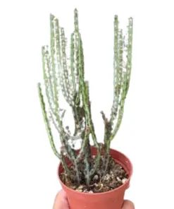 Succulent Euphorbia Aeruginosa houseplant