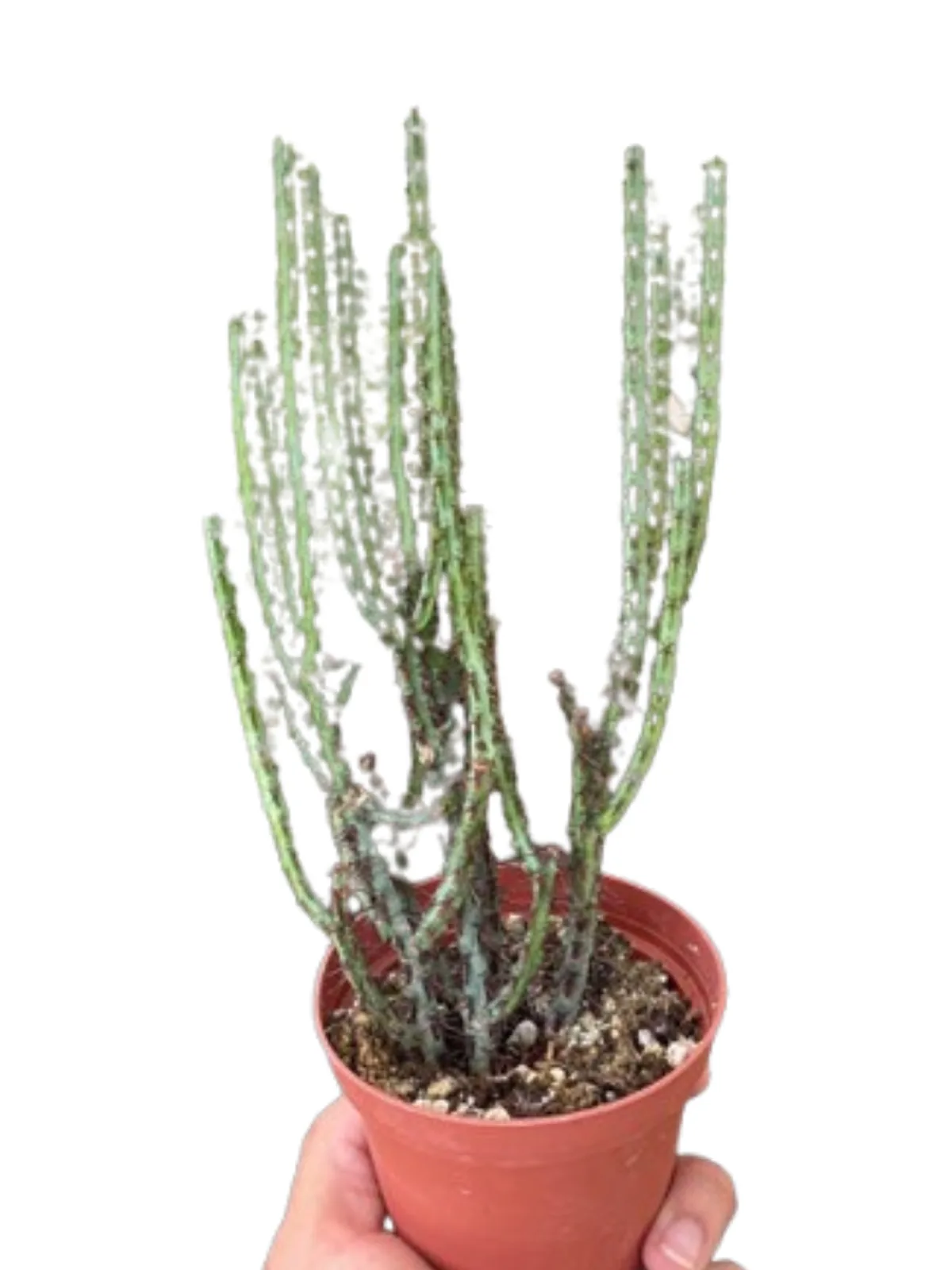 Succulent Euphorbia Aeruginosa houseplant