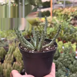 Euphorbia 'Caput Medusa' Succ houseplant