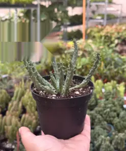 Euphorbia 'Caput Medusa' Succ houseplant