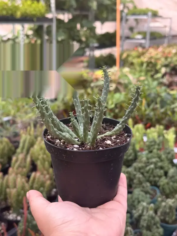 Euphorbia 'Caput Medusa' Succ houseplant