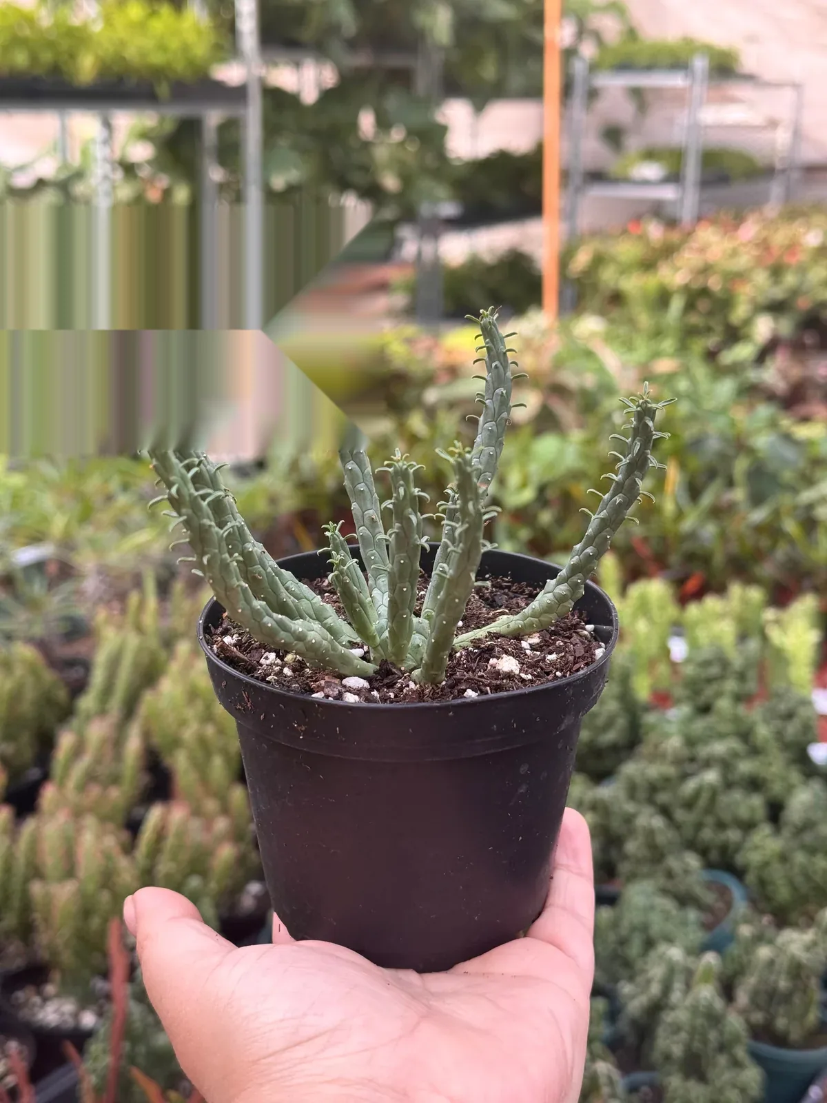 Euphorbia 