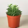 Devil's Backbone Euphorbia Succ Devils houseplant