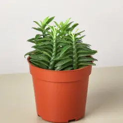Devil's Backbone Euphorbia Succ Devils houseplant