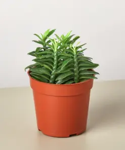 Devil's Backbone Euphorbia Succ Devils houseplant