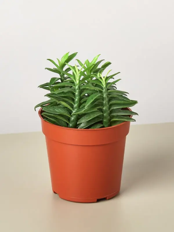 Devil's Backbone Euphorbia Succ Devils houseplant