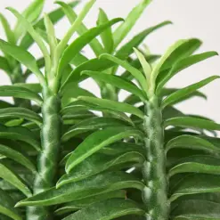 Devil's Backbone Euphorbia Succ Devils — leaf detail close-up