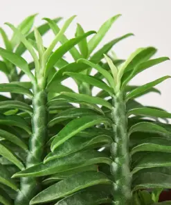 Devil's Backbone Euphorbia Succ Devils — leaf detail close-up