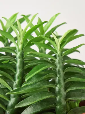Devil's Backbone Euphorbia Succ Devils — leaf detail close-up