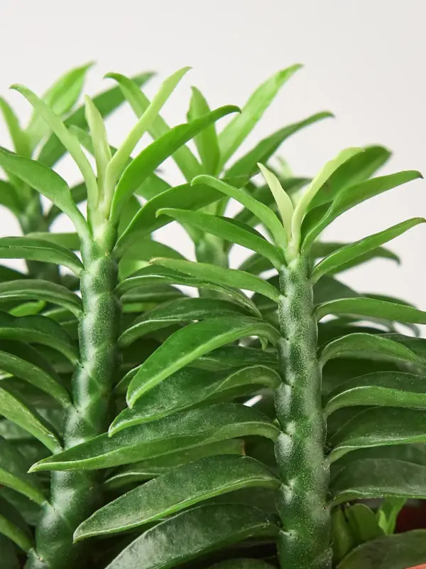 Devil's Backbone Euphorbia Succ Devils — leaf detail close-up