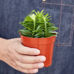 Devil's Backbone Euphorbia Succ Devils — held in hand for size reference