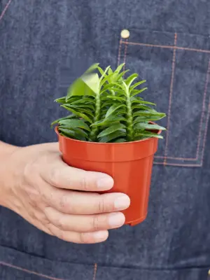 Devil's Backbone Euphorbia Succ Devils — held in hand for size reference