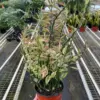 Variegated Devil's Backbone Euphorbia Succ Devils houseplant