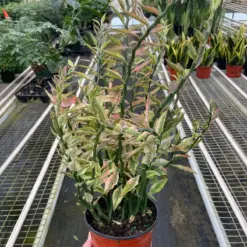 Variegated Devil's Backbone Euphorbia Succ Devils houseplant