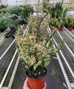 Variegated Devil's Backbone Euphorbia Succ Devils houseplant
