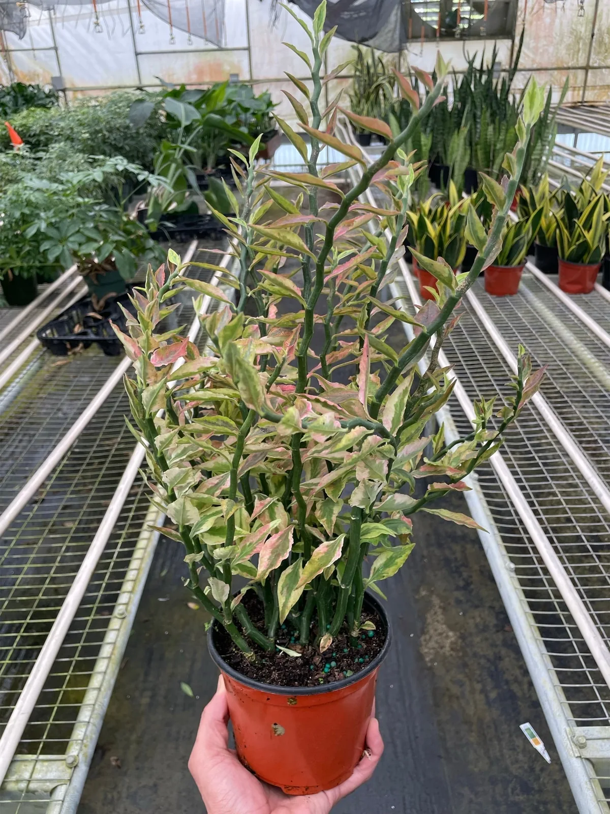 Variegated Devil