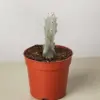 4" Succulent Euphorbia 'Dragon Bone' houseplant