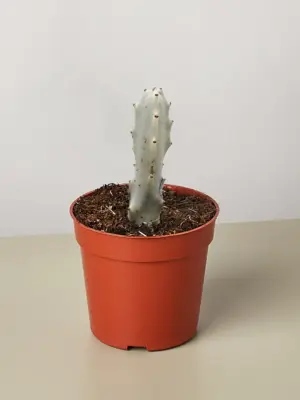 4" Succulent Euphorbia 'Dragon Bone' houseplant