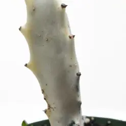 4" Succulent Euphorbia 'Dragon Bone' — additional view