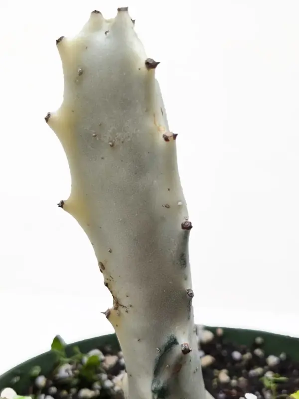 4" Succulent Euphorbia 'Dragon Bone' — additional view
