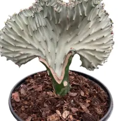 Succulent Euphorbia Lactea Ghost houseplant