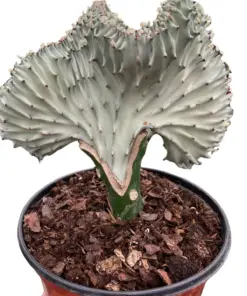 Succulent Euphorbia Lactea Ghost houseplant