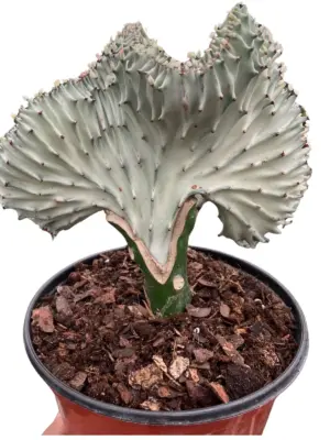 Succulent Euphorbia Lactea Ghost houseplant
