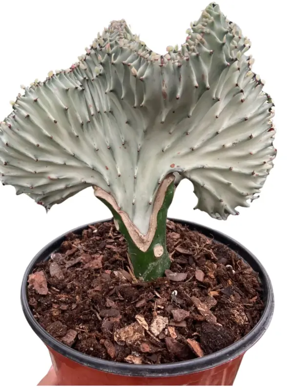 Succulent Euphorbia Lactea Ghost houseplant