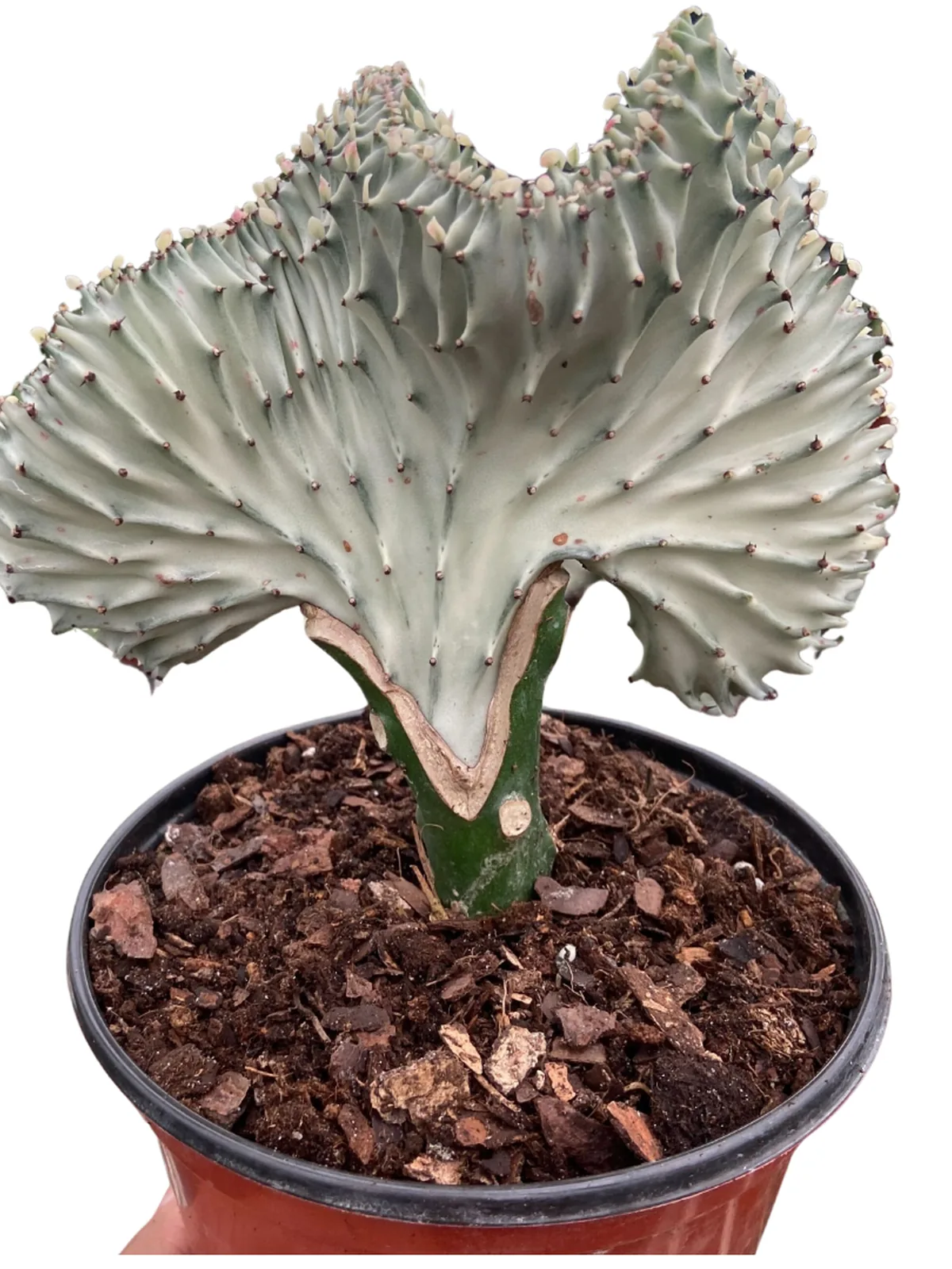 Succulent Euphorbia Lactea Ghost houseplant