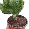 Succulent Euphorbia Lactea Mermaid Tail houseplant