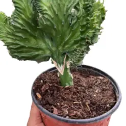 Succulent Euphorbia Lactea Mermaid Tail houseplant