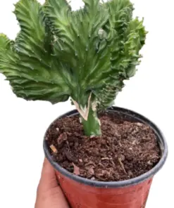 Succulent Euphorbia Lactea Mermaid Tail houseplant