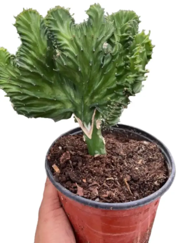 Succulent Euphorbia Lactea Mermaid Tail houseplant