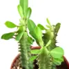 Milkstripe Euphorbia Succ houseplant