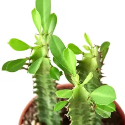 Milkstripe Euphorbia Succ houseplant