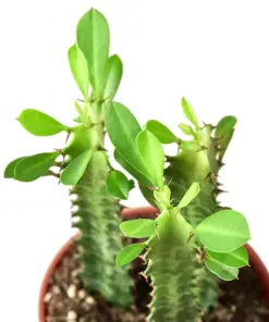 Milkstripe Euphorbia Succ houseplant