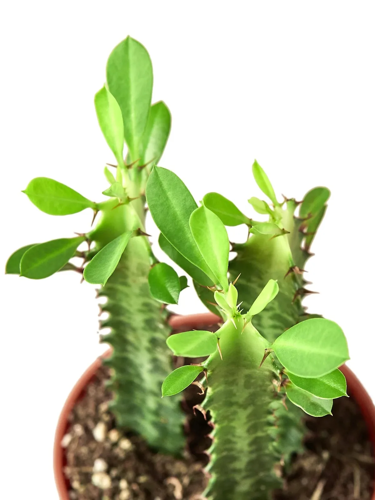 Milkstripe Euphorbia Succ houseplant