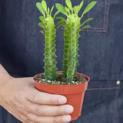 Milkstripe Euphorbia Succ — additional view