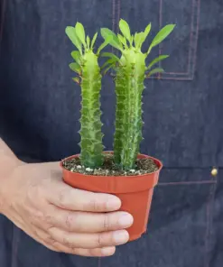 Milkstripe Euphorbia Succ — additional view